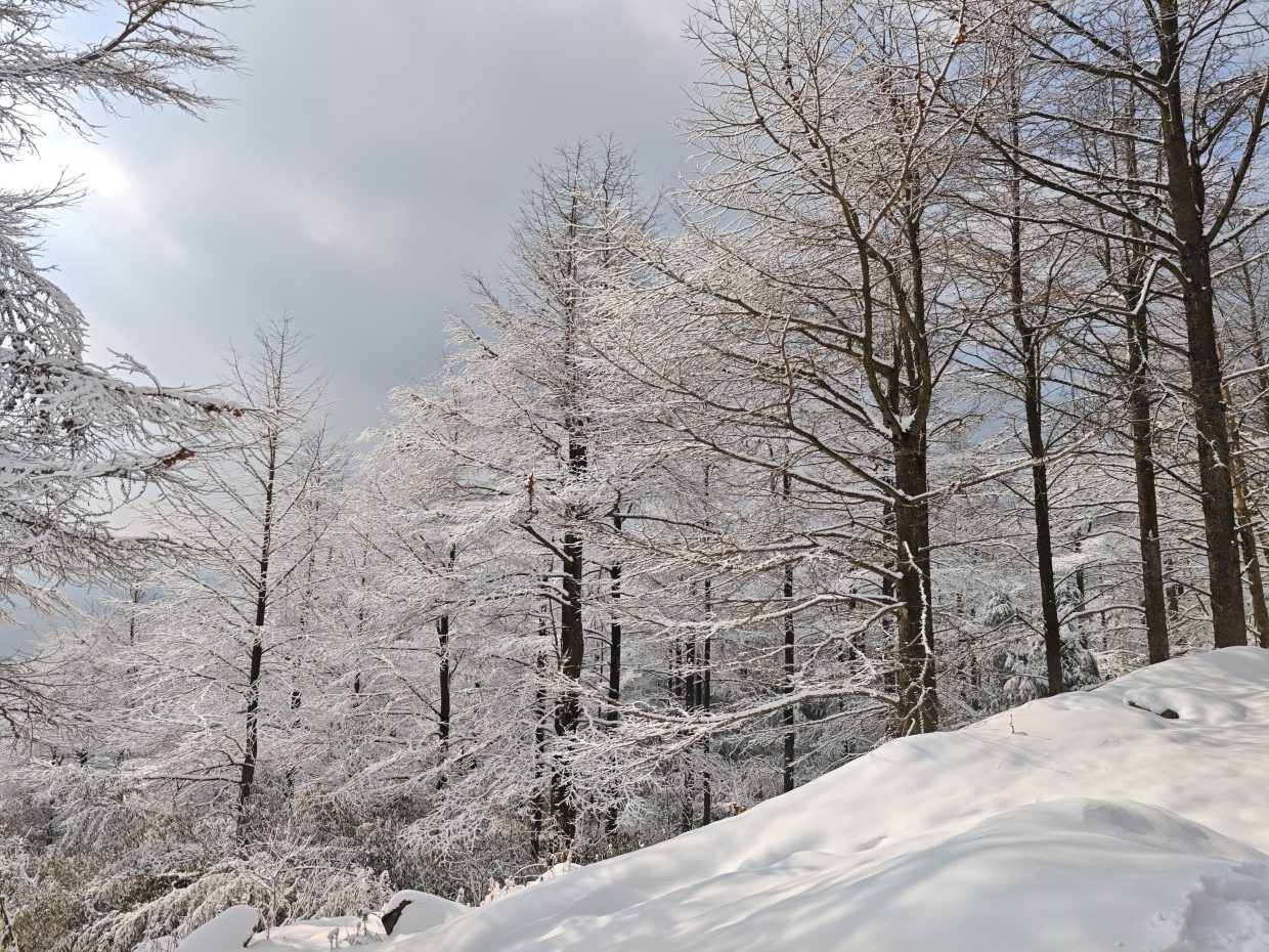 PVE制作Ubuntu24镜像模板