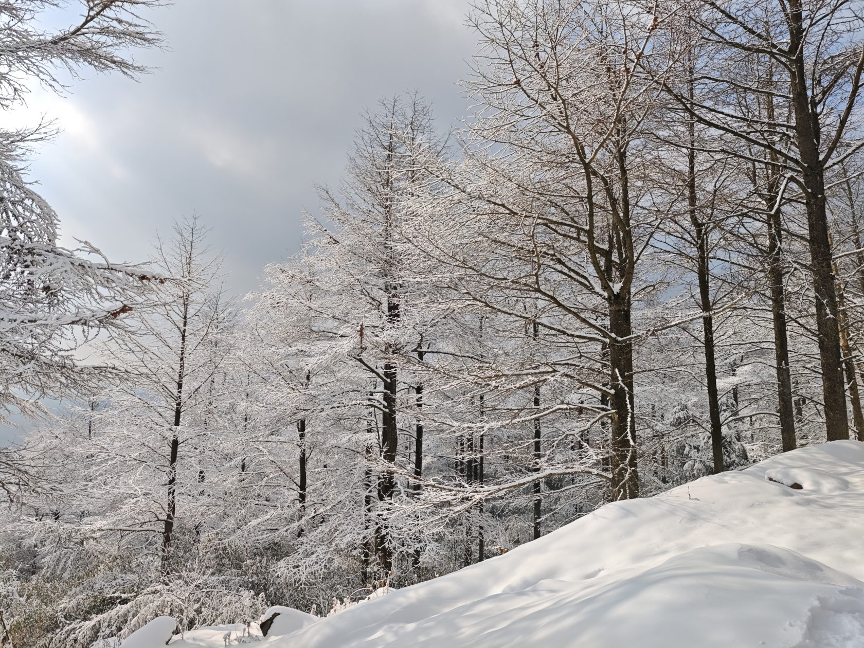 PVE制作Ubuntu24镜像模板