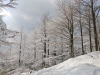 PVE制作Ubuntu24镜像模板