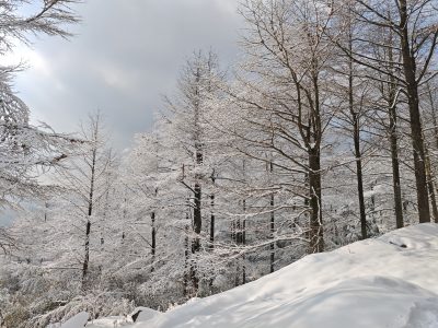 PVE制作Ubuntu24镜像模板