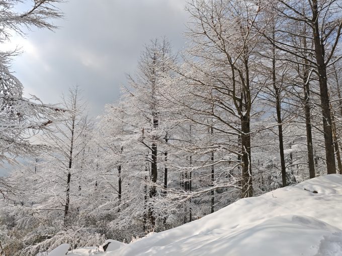 PVE制作Ubuntu24镜像模板